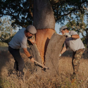 Cork harvesting