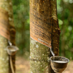 Natural rubber tapping